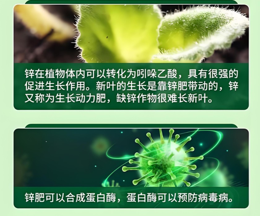    锌对作物生长的重要性